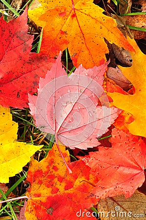 Close-up of a Colorful Maple Leaves Stock Photo
