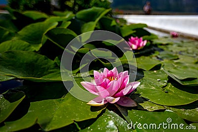 Close-up colorful photo of pink water lily Stock Photo
