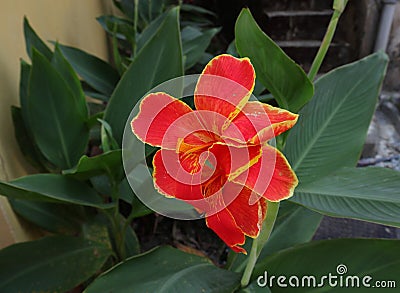Close up of colorful reddish orange Canna flowers blooming in the garden Stock Photo