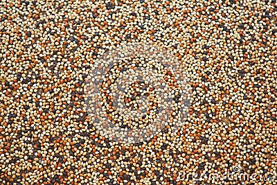 Colorful seed background Stock Photo