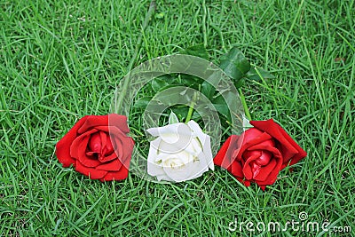 Colorful three roses on grassy patterns for nature background Stock Photo