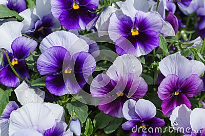 Close up of colorful violet viola flower in garden with sun light, spring Italy Stock Photo