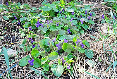 Colorful violet violets flowers bloom in the forest. Beautiful Stock Photo