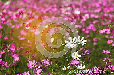 Close up colorful white and pink cosmos flowers blooming in the field with blue sky Stock Photo