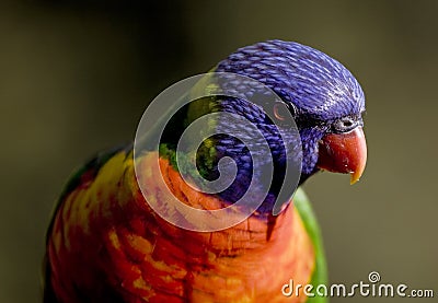 Close up of colourful Rainbow Lorikeet Stock Photo