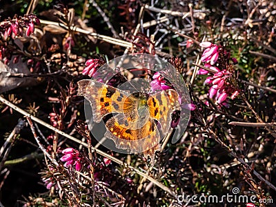 Close-up of the comma butterfly polygonia c-album with orange wings with angular notches on the edges of the forewings and dark Stock Photo