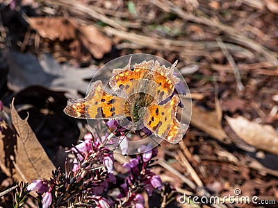 Close-up of the comma butterfly polygonia c-album with orange wings with angular notches on the edges of the forewings and dark Stock Photo