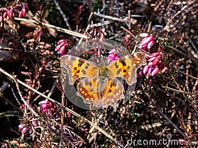 Close-up of the comma butterfly (polygonia c-album) with orange wings with angular notches on the edges Stock Photo