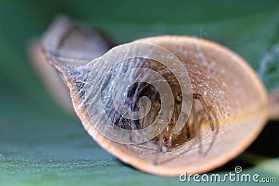 Leaf-curling Australian spider in curled leaf macro image Stock Photo
