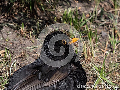 Close-up of the common blackbird (Turdus merula) with black plumage and bright yellow eye-ring and bill Stock Photo