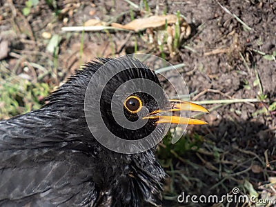 Close-up of the common blackbird (Turdus merula) with black plumage and bright yellow eye-ring and bill Stock Photo