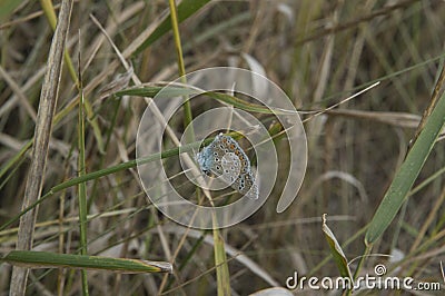 close-up: common blue butterfly ventral side sidewise Stock Photo