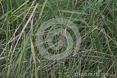 close-up: common blue butterfly ventral side sidewise Stock Photo