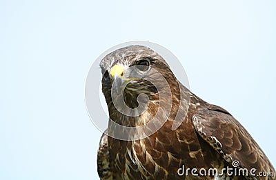 Close up of a Common Buzzard against clear sky Stock Photo