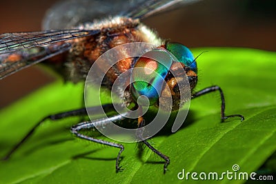 Close up of a common darter dragonfly in hdr Stock Photo