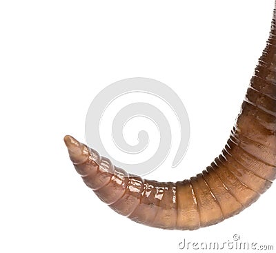 Close-up of a Common earthworm's posterior, Lumbricus terrestris Stock Photo