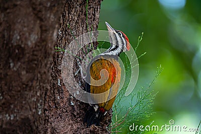 Common flameback on tree, Baby bird Stock Photo