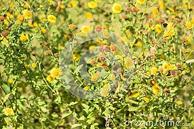 Closeup of common fleabane flowerbed with selective focus on foreground Stock Photo