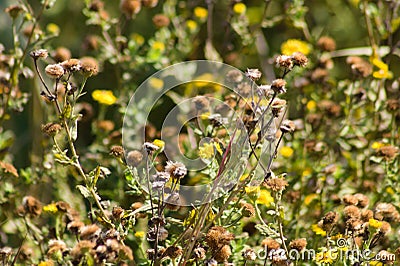 Closeup of common fleabane flowers and seeds with selective focus on foreground Stock Photo