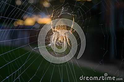 Closeup of a common garden spider sitting in her net in Pennsylvania, PA, USA Stock Photo