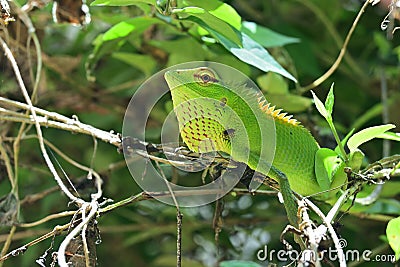 Close up of a common green forest lizard (Calotes Calotes) with extended dewlap, lizard staring angrily Stock Photo