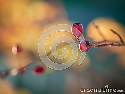 Close-up of common hawthorn or quickthorn fruits and twigs. Crataegus monogyna Stock Photo