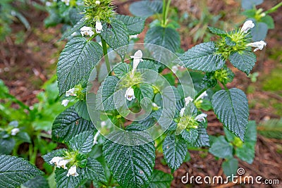 Close up of a common Hemp Nettle, Galeopsis tetrahit, member of the Lamiaceae family Stock Photo