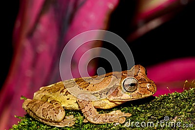 Close up of a Common Mexican Tree Frog Stock Photo