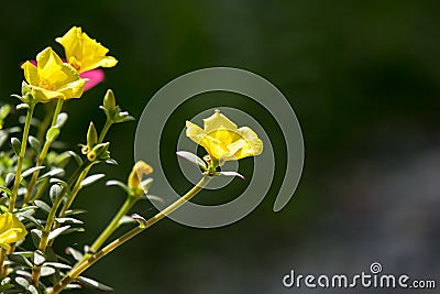 Common Purslane flower Stock Photo