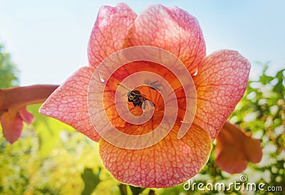 Close up of common wasp inside an orange trumpet flower, Tecoma Alata, of vine family Stock Photo