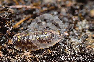 Close up of a common woodlouse, Oniscus asellus, adorned with yellow spots Stock Photo