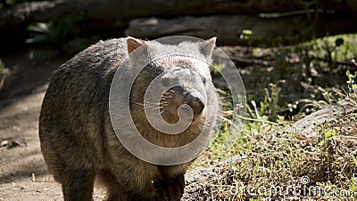 This is a close up of a comon wombat Stock Photo