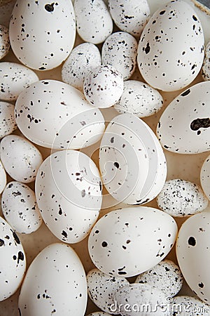 Close up composition of white traditional chicken and quail, black dotted Easter eggs Stock Photo