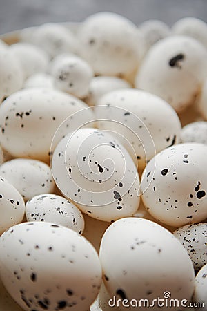 Close up composition of white traditional chicken and quail, black dotted Easter eggs Stock Photo