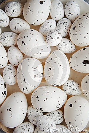 Close up composition of white traditional chicken and quail, black dotted Easter eggs Stock Photo