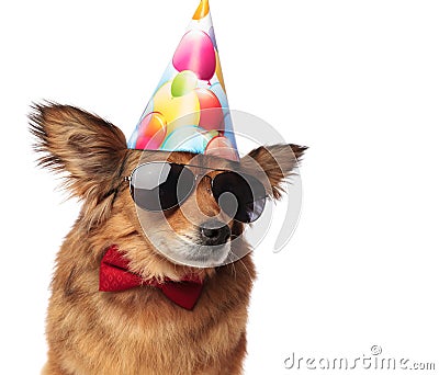 Close up of cool classy dog ready for birthday party Stock Photo
