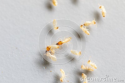 Close up of Coptotermes sp. is a genus of termites in the family Rhinotermitidae for education. Stock Photo