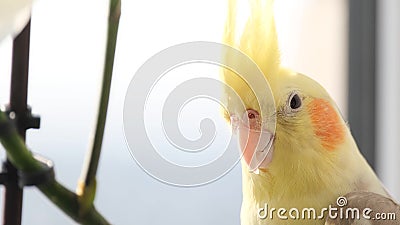 Close-up of a Corella parrot sitting on a tree branch. Tropical bird. Yellow parrot Stock Photo