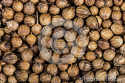 Close up of coriander seeds, suitable as background image. Spicery background. Seeds of coriander can sprout for microgreen Stock Photo