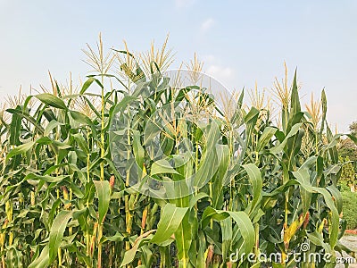 Corn plant in the garden Stock Photo
