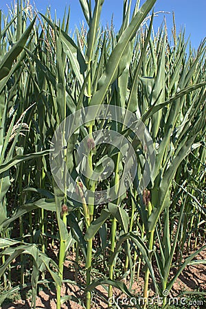 Close up of corn stalks with ears of corn maize, zea mays which are almost mature and have corn silk sticking out of them Stock Photo