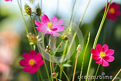 Cosmos purple flower on blur background. Nature and Scenic Relaxing Scenery Stock Photo