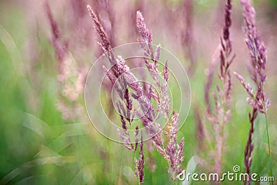 Close up of countryside grass Stock Photo