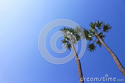 Couple palm tree on vivid blue sky on background in summer day Stock Photo