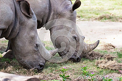 Couple rhino grazing on grass field Stock Photo