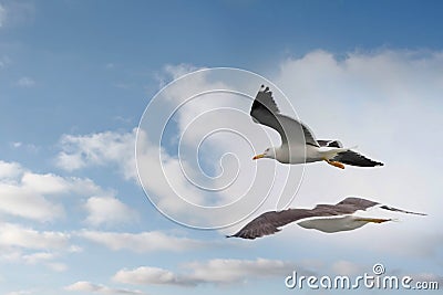 Two seagull in flight close up Stock Photo