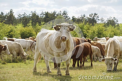 Close up of a cow. in the background a herd of cows grazes in the meadow. Cattle-breeding. Stock Photo