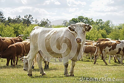 Close up of a cow. in the background a herd of cows grazes in the meadow. Cattle-breeding. Stock Photo
