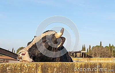 Close-up of a cow Bos taurus poking its head through a concrete wall Stock Photo