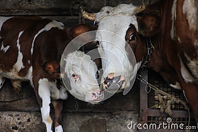 Close-up cow and calf on a farm. Concept of: breeding, love for animals Stock Photo